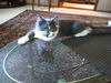 Mason - NICE!! Young male
