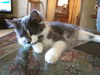 Mason - NICE!! Young male
