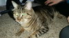 Offered By Owner- MARLEY - a Young Male