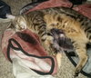 Offered By Owner- MARLEY - a Young Male