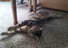 Offered By Owner- MARLEY - a Young Male