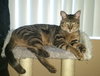 Offered By Owner- MARLEY - a Young Male
