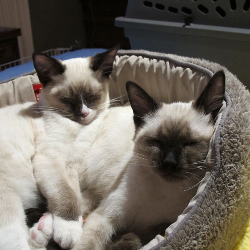 Dijon and Dune - Bonded brothers