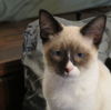 Dijon and Dune - Bonded brothers
