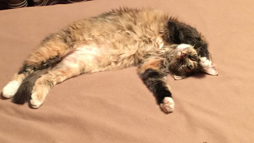 Molly - Offered by Owner
