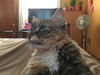 Molly - Offered by Owner