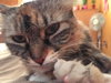 Molly - Offered by Owner