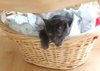 Mouse - Offered by Owne - Young Teen male