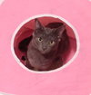 Mouse - Offered by Owne - Young Teen male