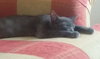 Mouse - Offered by Owne - Young Teen male