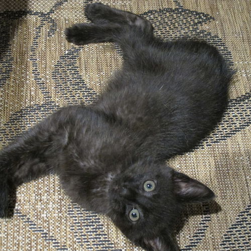 Diego 