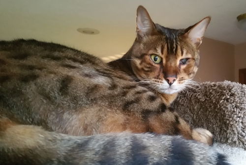 Offered by Owner - SAMY TU - Bengal