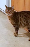 Offered by Owner - SAMY TU - Bengal