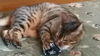 Offered by Owner - SAMY TU - Bengal
