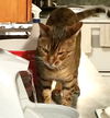 Offered by Owner - SAMY TU - Bengal