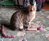Offered by Owner - SAMY TU - Bengal