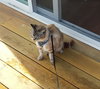 Offered by Owner- ME TOO - Friendly to all!