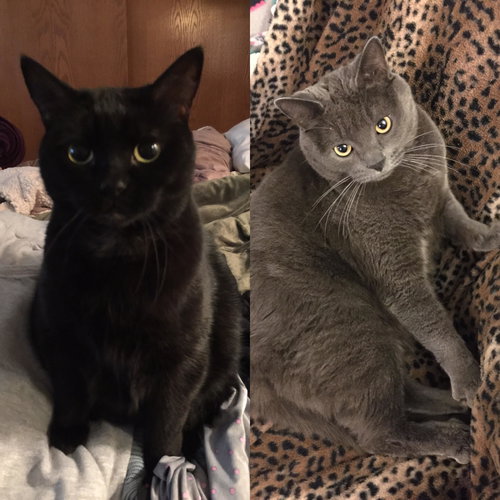 Charcoal and Bella 