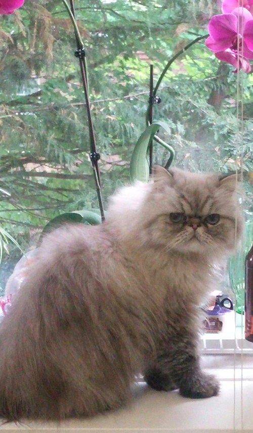 Offered by Owner- RAMBO Himalayan