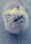 Offered by Owner- RAMBO Himalayan