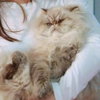 Offered by Owner- RAMBO Himalayan