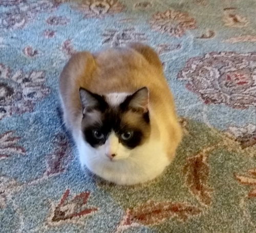 Offered by Owner - Tinkerbell - young adult