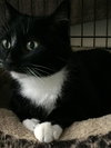 Offered by Owner | Ziggy, young adult F