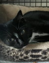 Offered by Owner | Ziggy, young adult F