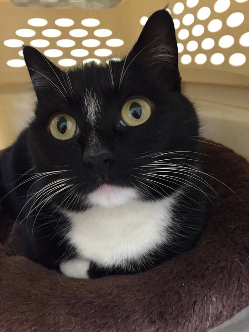 Offered by Owner | Ziggy, young adult F