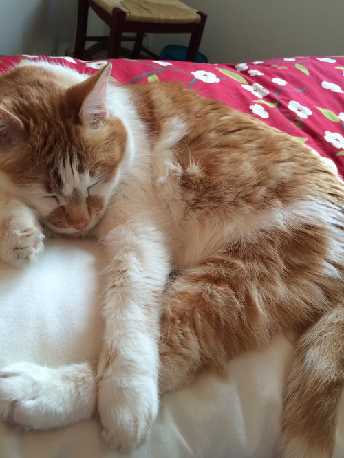 Offered by Owner - Tyler great older companion!
