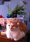 Offered by Owner - Tyler great older companion!