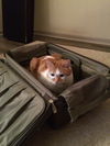Offered by Owner - Tyler great older companion!