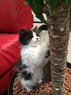 LILY