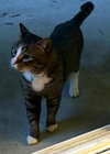 SMOKEY 1.5 yrs old