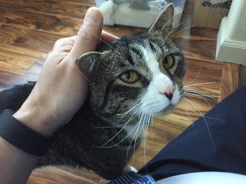 SMOKEY 1.5 yrs old