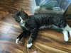 SMOKEY 1.5 yrs old
