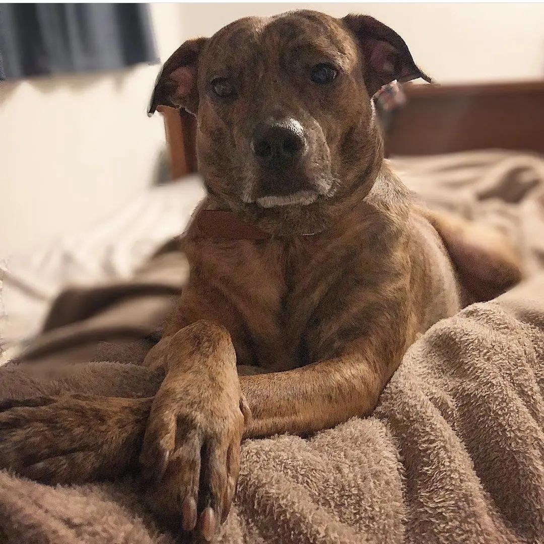 Dog for Adoption Pistachio, a American Pit Bull Terrier in Cass City
