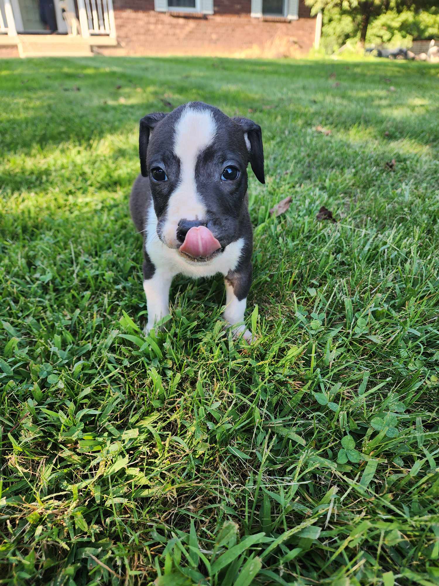 adoptable Dog in Frankenmuth, MI named Baguette - s24