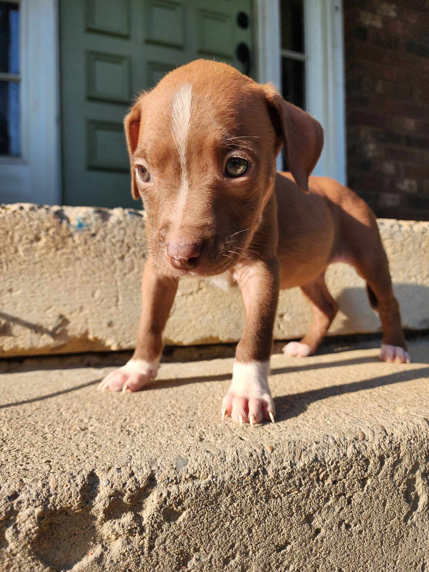 adoptable Dog in Frankenmuth, MI named Ciabatta - s24