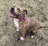 adoptable Dog in  named Bella