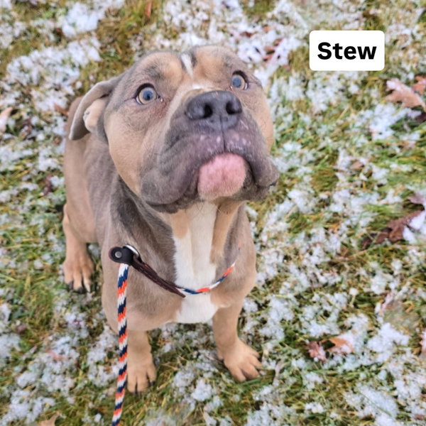 Stew