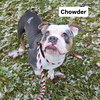 Chowder - Photo 2