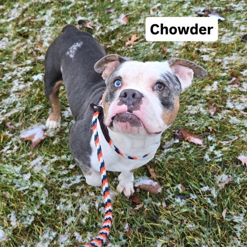 picture of the dog needing adoption