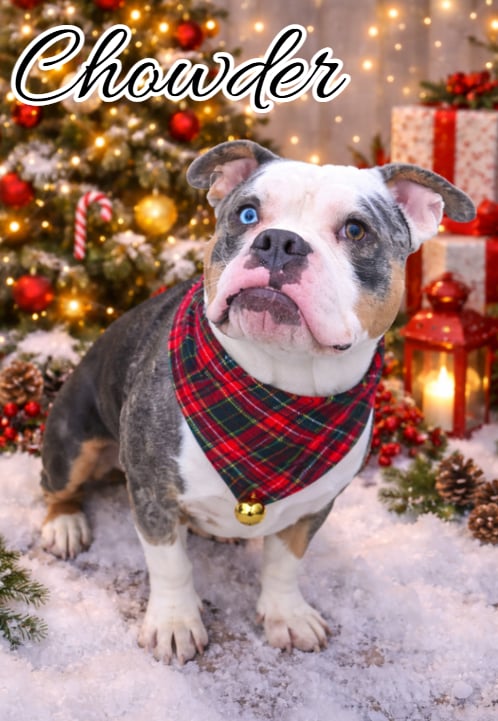 picture of the dog needing adoption