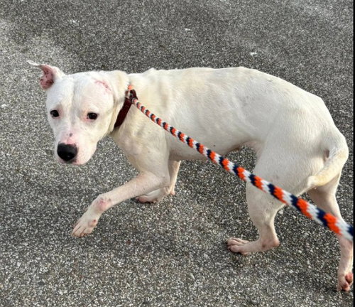 CREAM SODA - American Pit Bull Terrier / Staffordshire Bull Terrier available for adoption