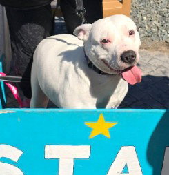 CREAM SODA - American Pit Bull Terrier / Staffordshire Bull Terrier available for adoption
