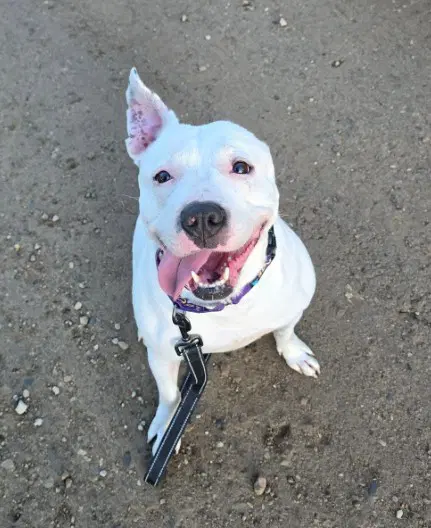 Cream Soda - American Pit Bull Terrier