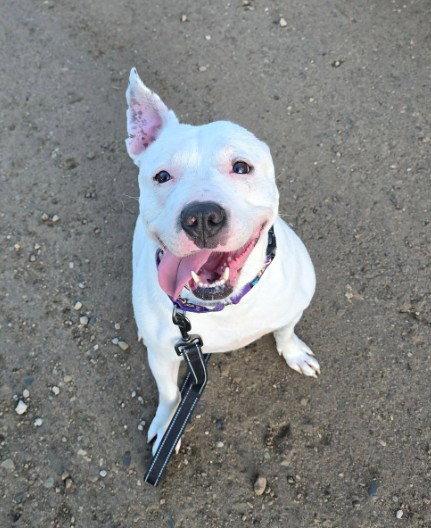 Cream Soda, an adoptable American Pit Bull Terrier in Frankenmuth, MI