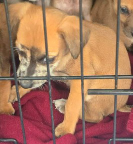 picture of the dog needing adoption