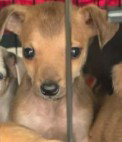 picture of the dog needing adoption